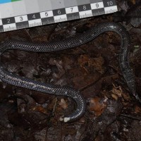 Rhinophis homolepis  Hemprich, 1820